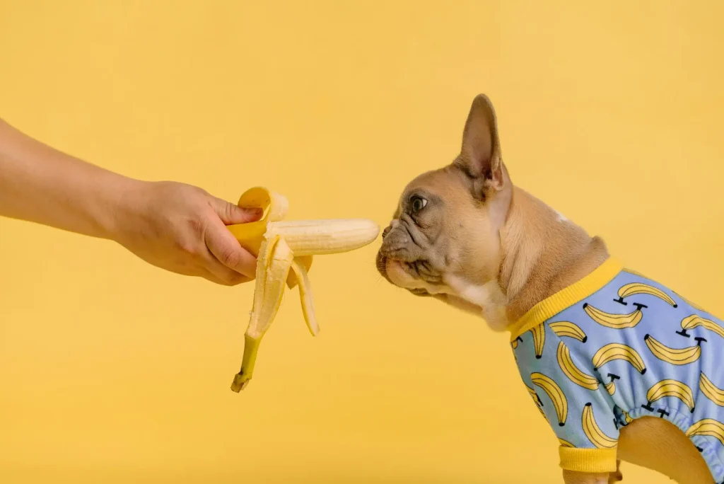 Cachorro pode comer banana 