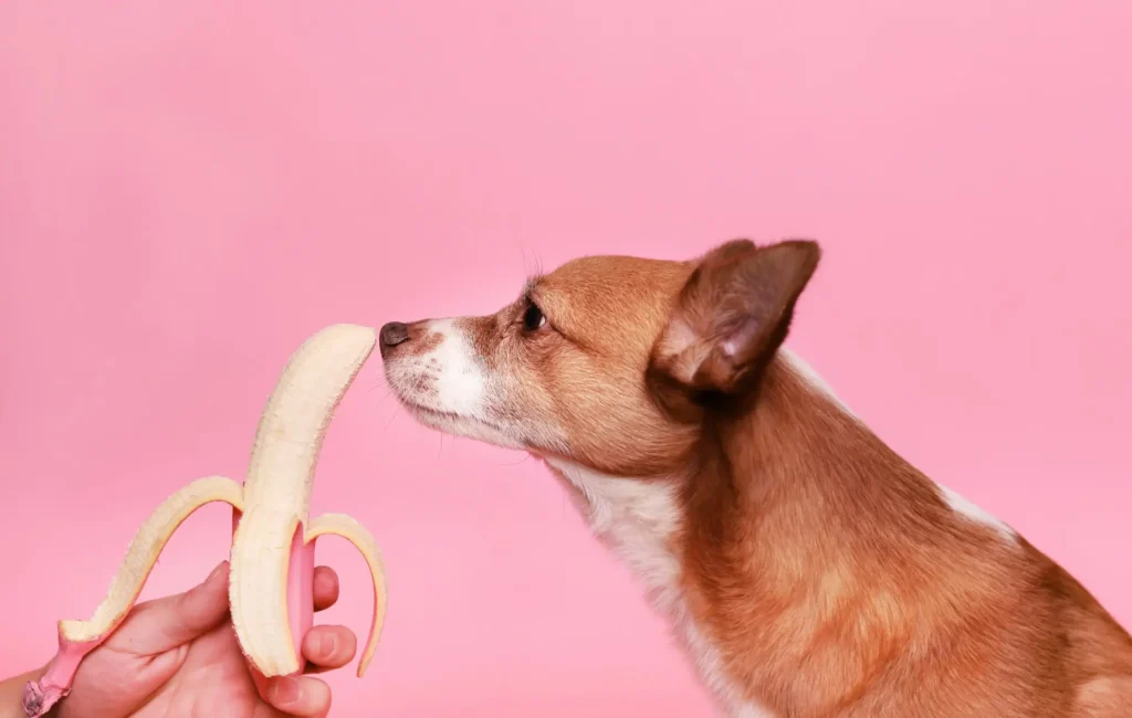 Cachorro pode comer banana? Sim ou Não?