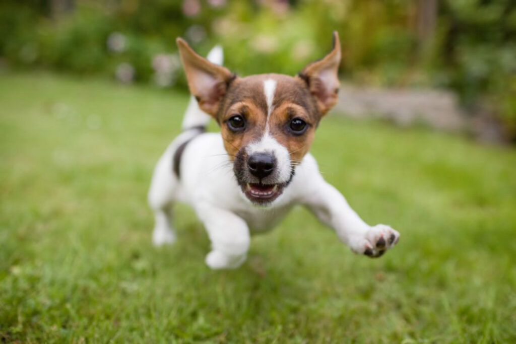 Cachorro vira lata vive mais que cachorro de raça