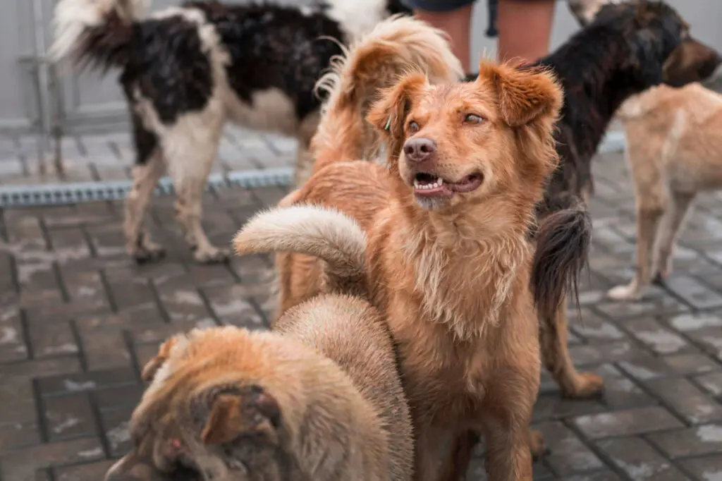 Cachorro vira lata (1)