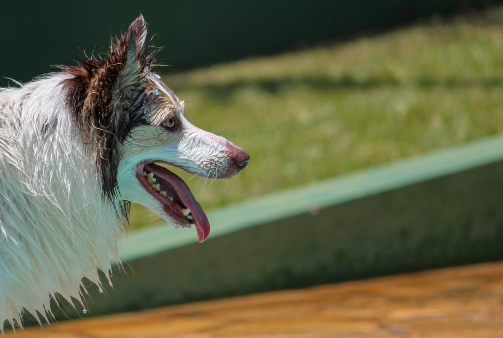 Alimentação para cães esportistas que praticam agility - montando a dieta