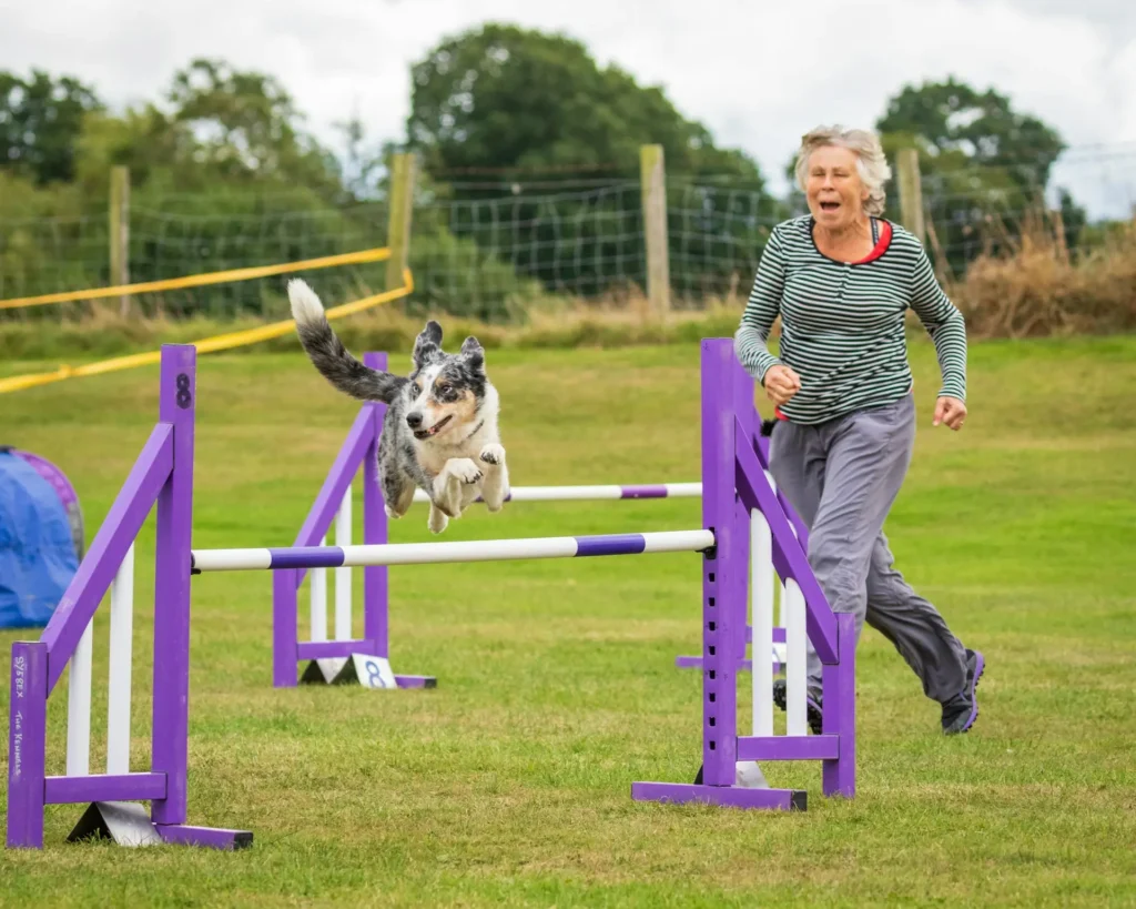 cães esportistas que praticam agility