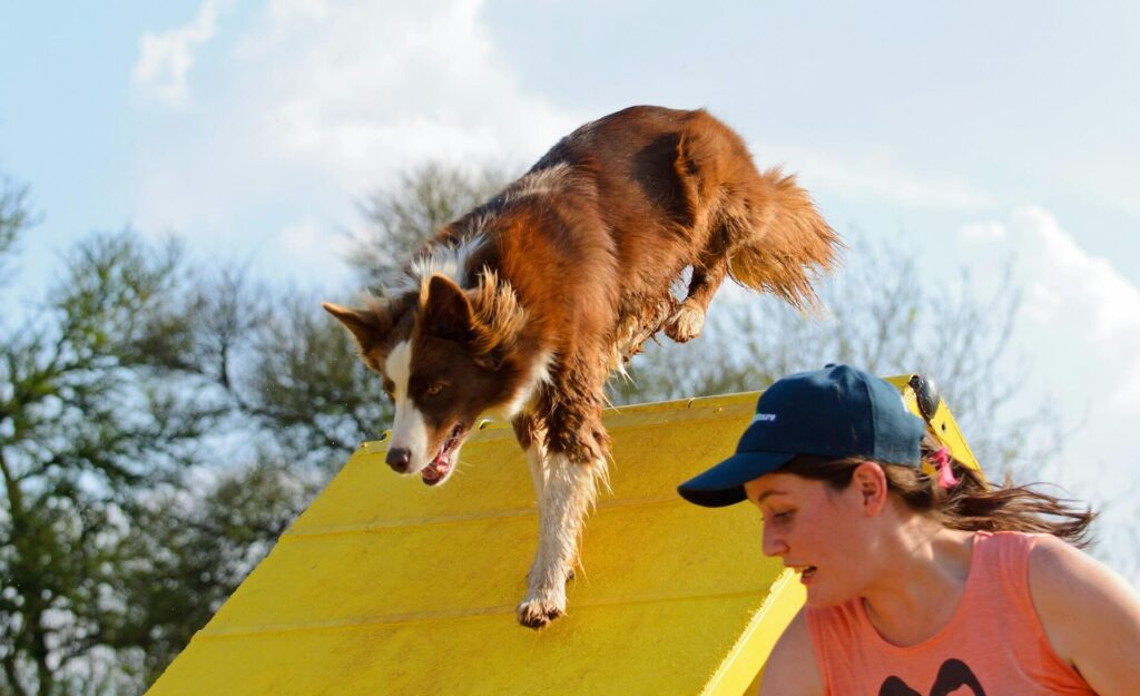 Alimentação para cães esportistas que praticam agility - Sinais