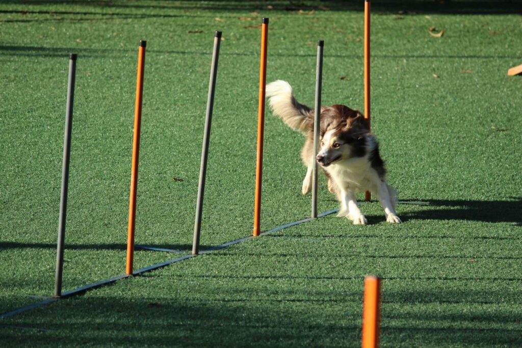 Alimentação para cães esportistas que praticam agility