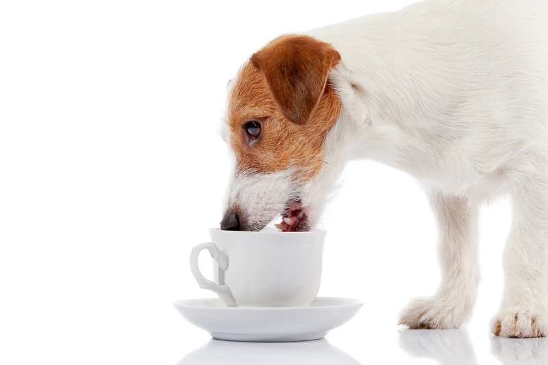 Chás Proibidos para cachorro