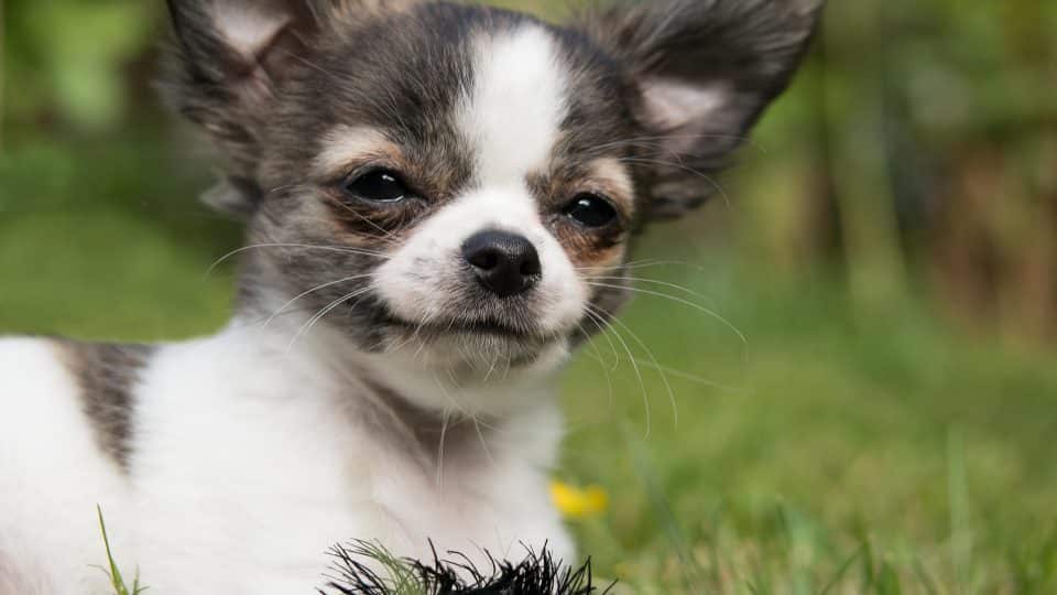 Chihuahua expectativa de vida