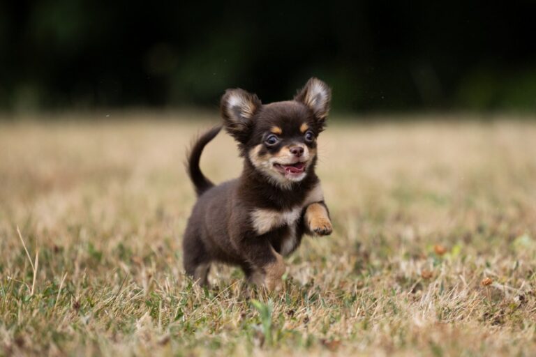 Chihuahua expectativa de vida