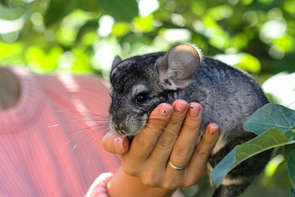 Chinchila é rato ou coelho