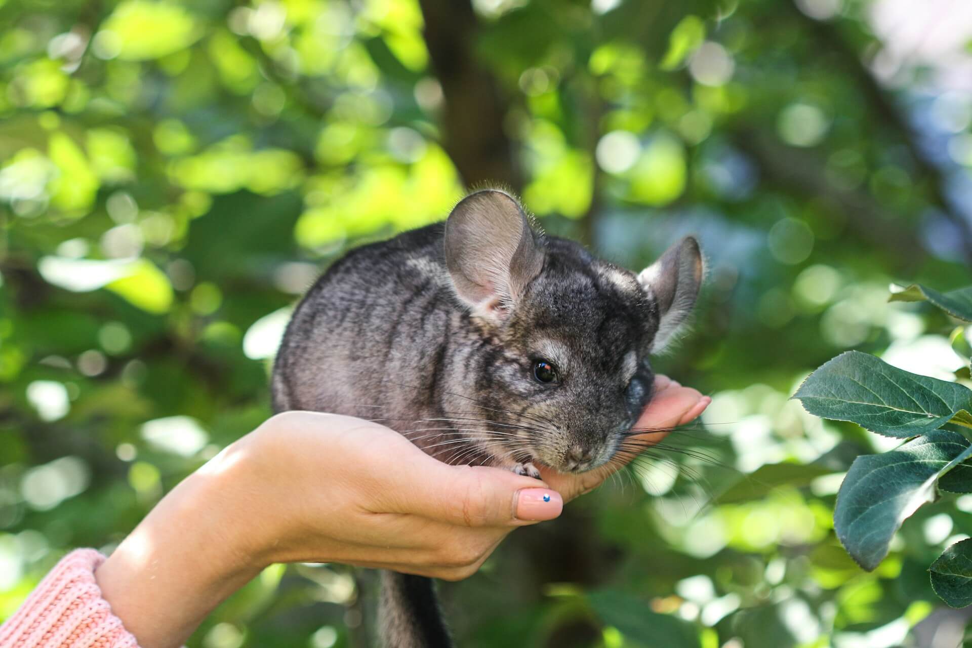 Chinchila é rato ou coelho