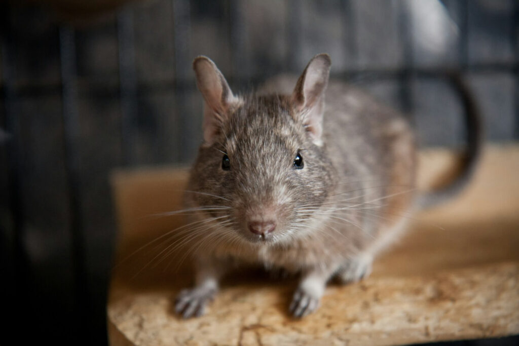 Chinchila é rato