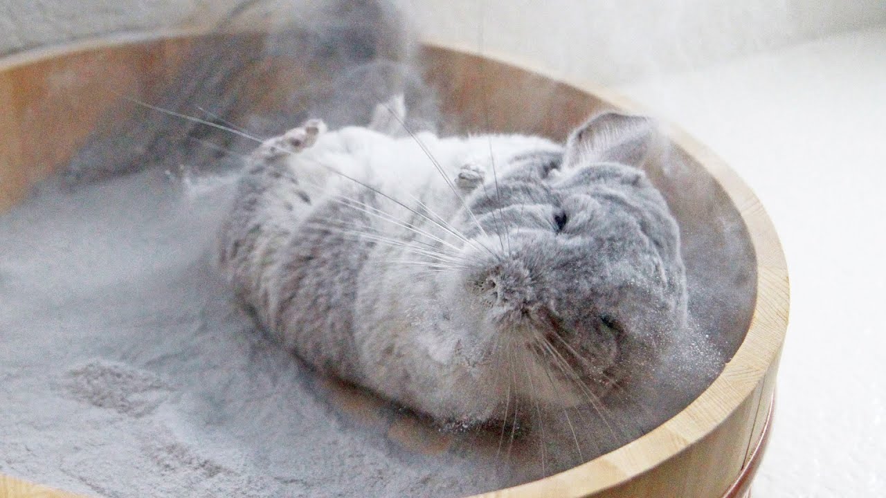 Chinchila não pode se molhar tomando banho de areia