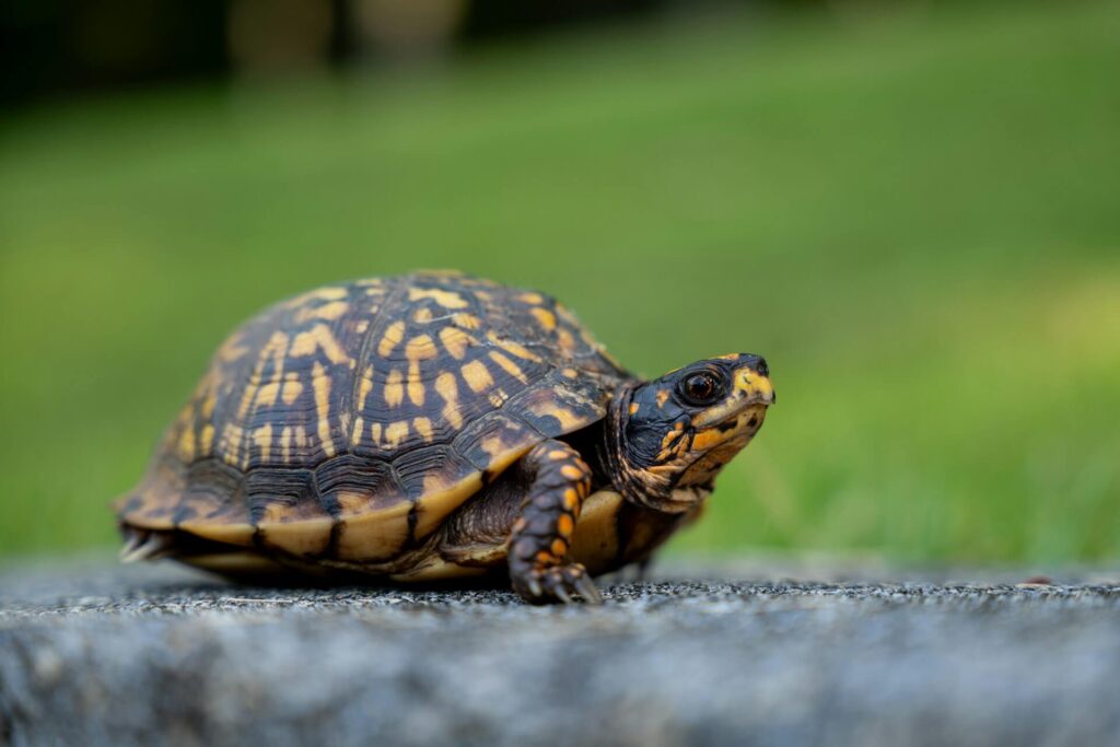 Expectativa de vida de tartarugas em cativeiro