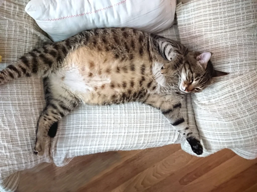 Gato sedentário e obeso