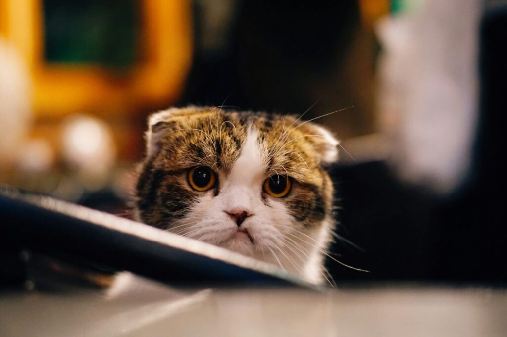 Gatos sentem saudades dos donos erros comuns