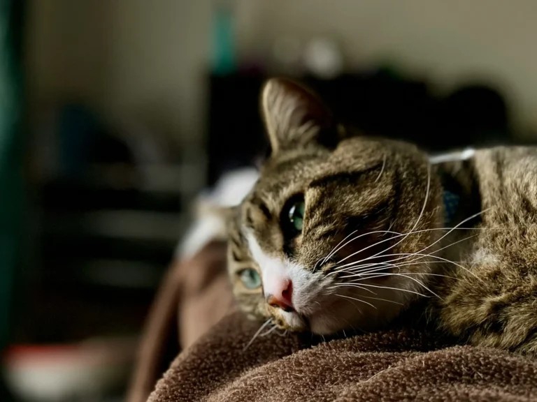 Gatos sentem saudades dos donos