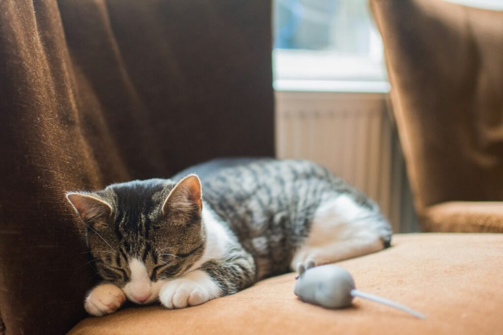 Gatos sentem saudades dos donos como evitar