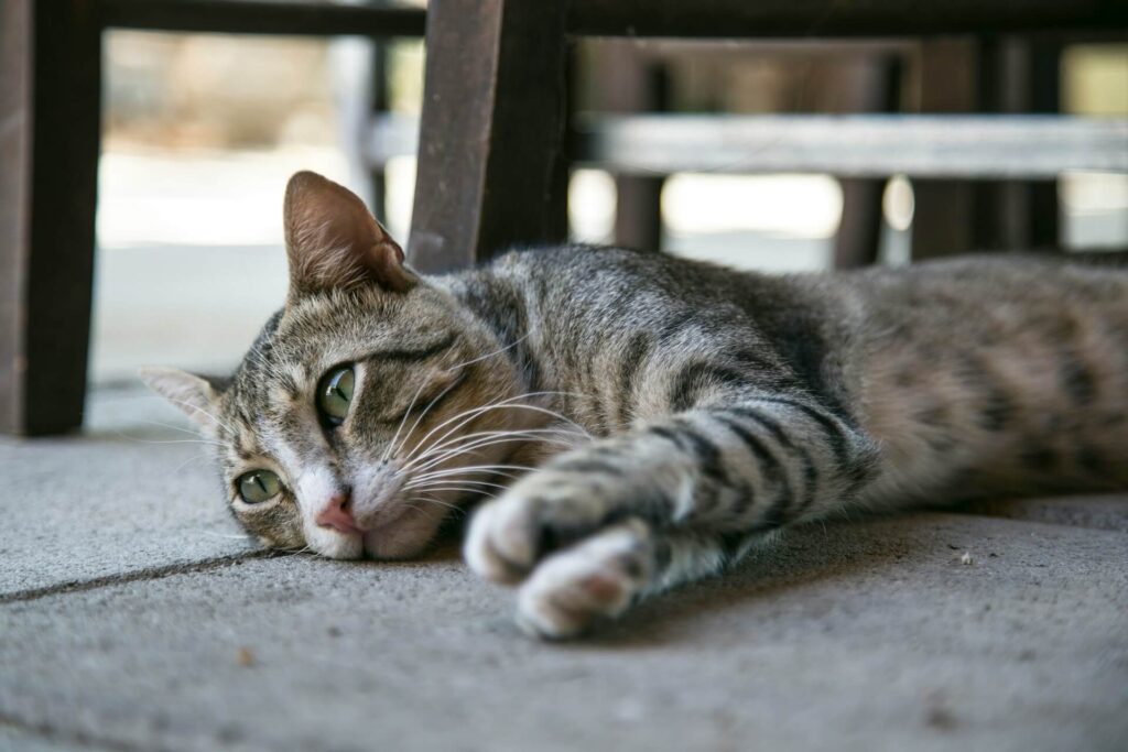 Gatos sentem saudades dos donos