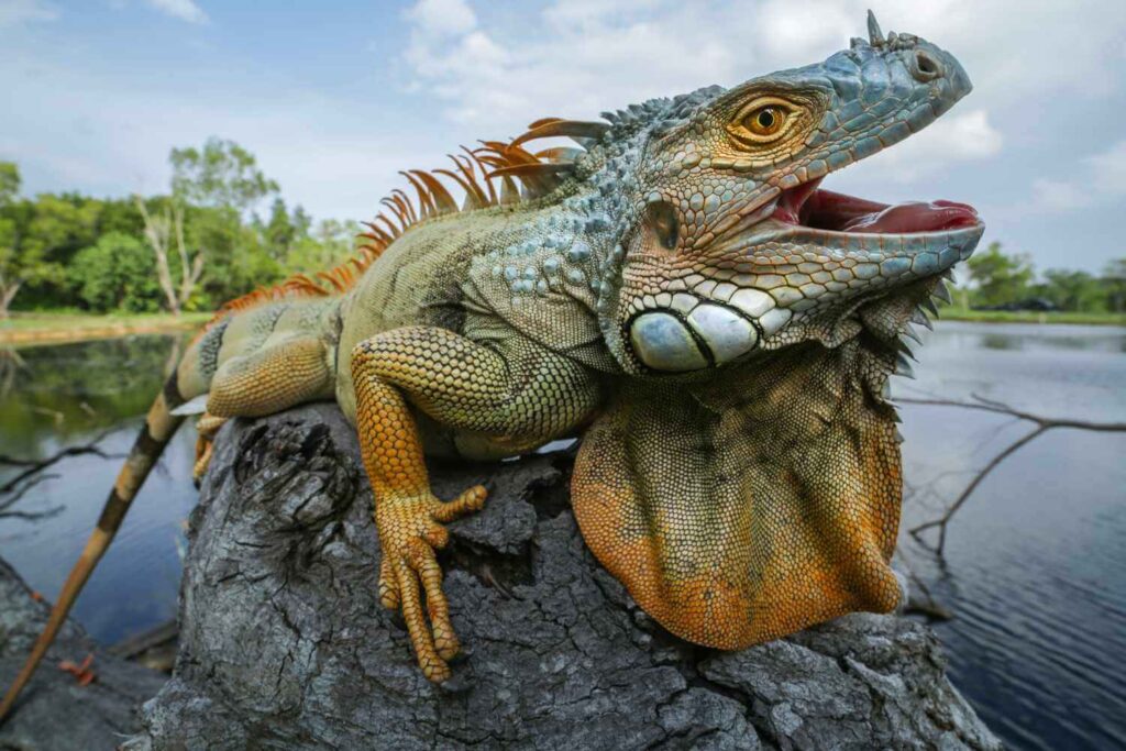 Hibernação de iguanas