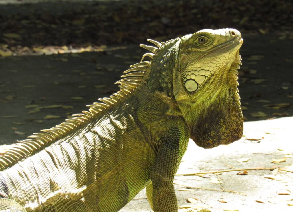 Iguana