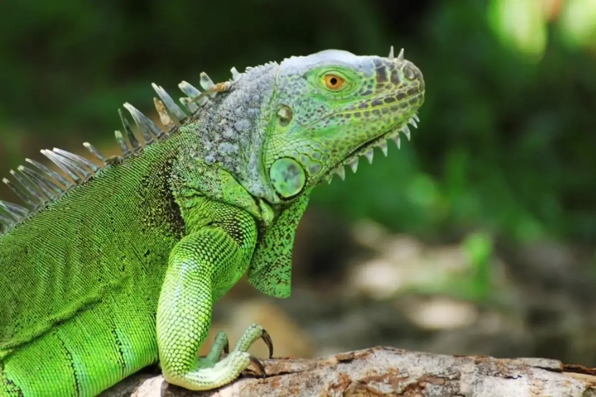 Iguana