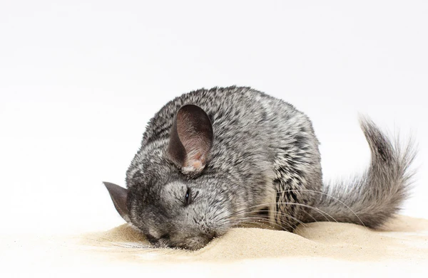 Porque Chinchila não pode se molhar - banho de poeira