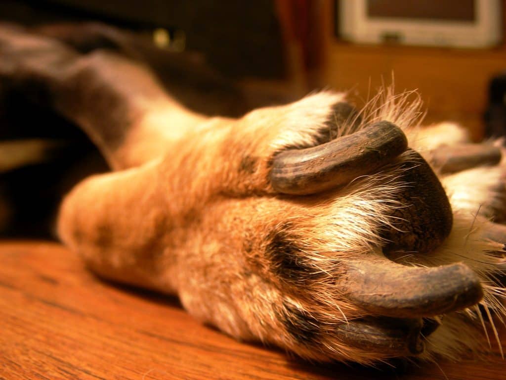 Unha negra em cães causas