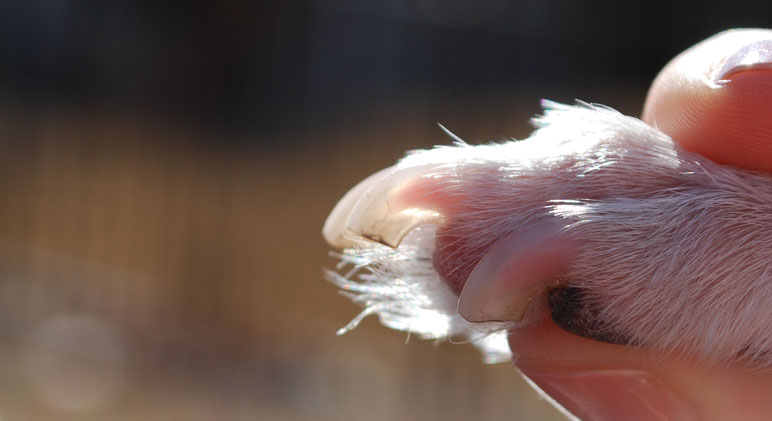 Unha negra em cães prevenindo a unha negra