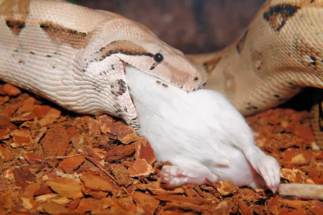 alimentação de cobras com presas congeladas - ratos congelados