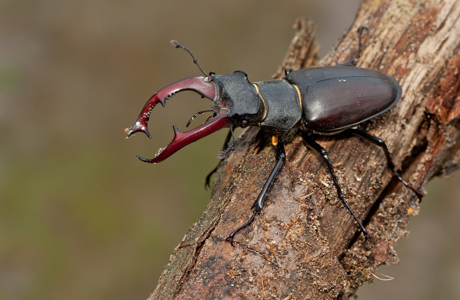 besouro lucanus servus