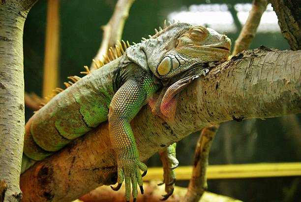 Iguana dormindo no terrário