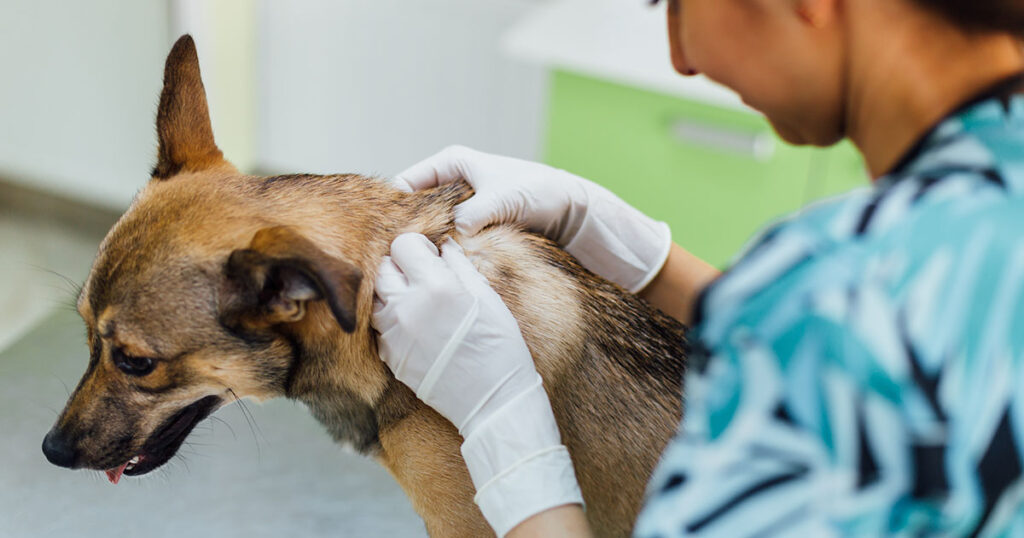 Cachorro no veterinário para descobrir unha negra