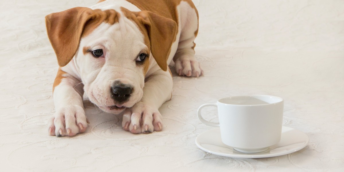 cachorro pode tomar chá