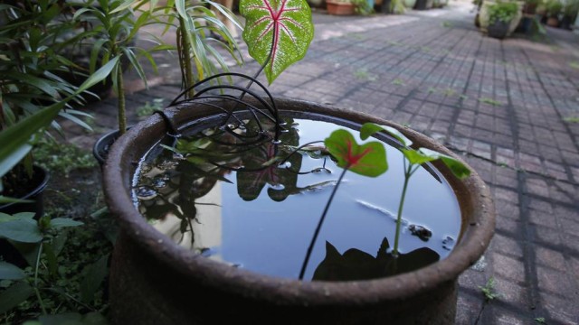 mosquitos e água parada em plantas