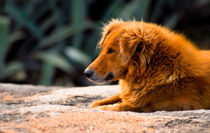 quanto tempo vive um cachorro vira lata